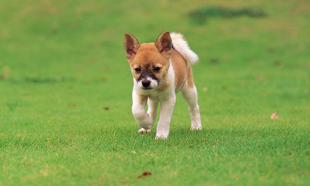 北辰叮叮宠物商业计划书案例
